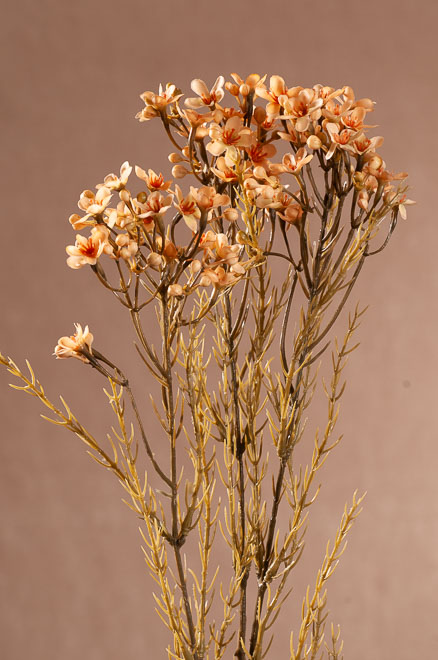 F411-C1 Dry Wax Flower 78 cm hnědý